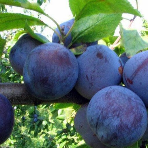 Слива домашняя Ренклод Советский